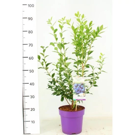 Réka kék áfonya Vaccinium corymbosum