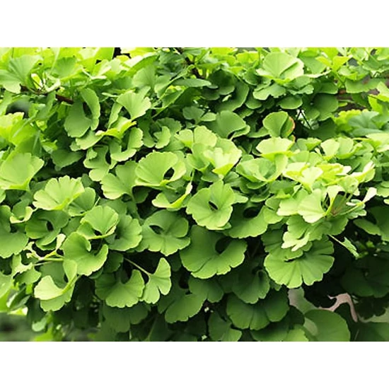 Gömb páfrányfenyő   GINKGO BILOBA MARIKEN T220 8/10 K25