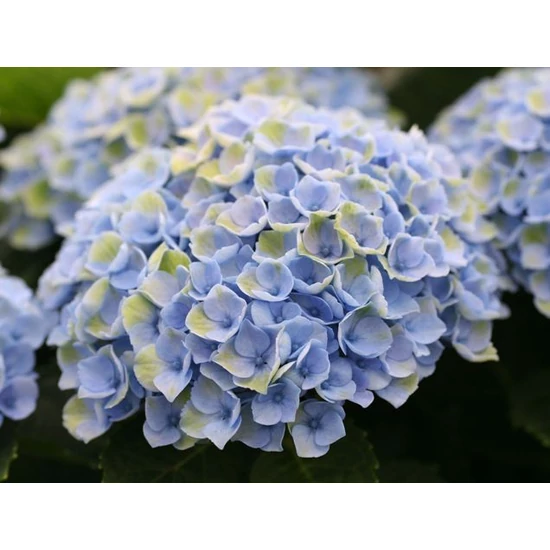 Kerti hortenzia   HYDRANGEA MACROPHYLLA MAGICAL 30/40 CS23