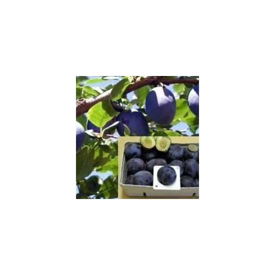 Topfirst szilva PRUNUS DOMESTICA TOPFIRST K10