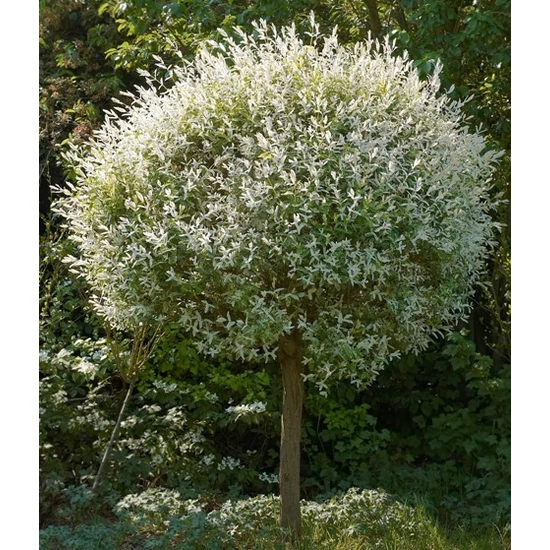Fűzfa    SALIX MIX T40 K3
