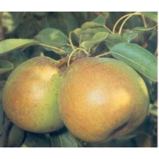 Seress Olivér körte Pyrus communis