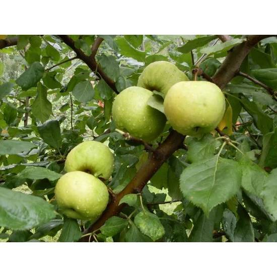 Pónyik alma Malus domestica