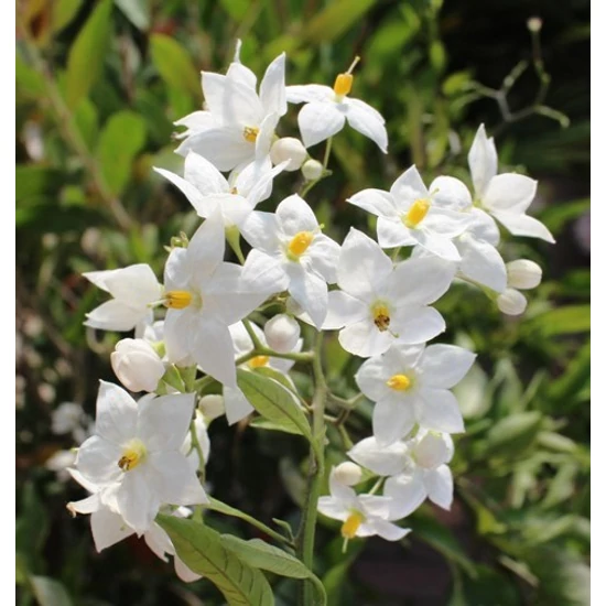 Csüngő jázmin  SOLANUM JASMINOIDES K3