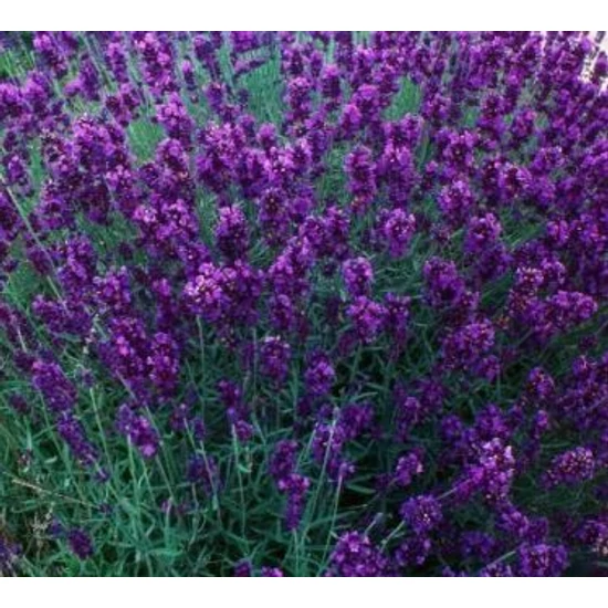 Levendula LAVANDULA ANGUSTIFOLIA ARDECHE BLUE CS9