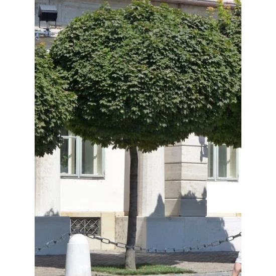Gömbjuhar    ACER PLATANOIDES GLOBOSUM 10/12 K45