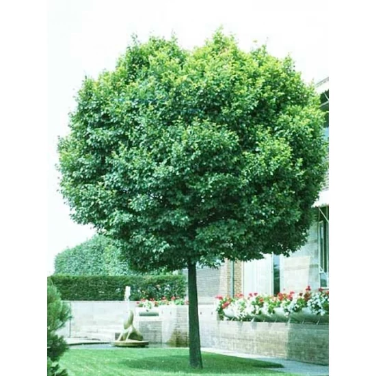 Gömb szil   ULMUS MINOR UMBRACULIFERA T150 K35