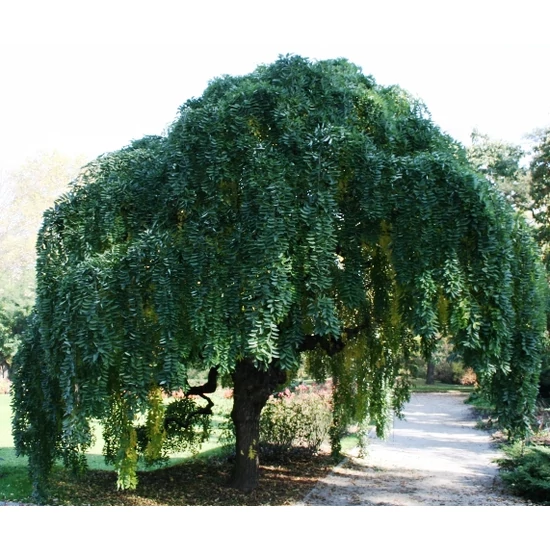 Szomorú japánakác  SOPHORA JAPONICA PENDULA T180 K12