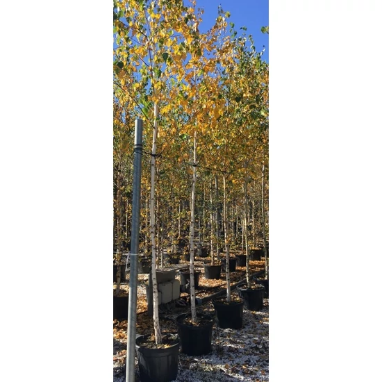 Himalájai nyír   BETULA UTILIS T200 12/14 K45