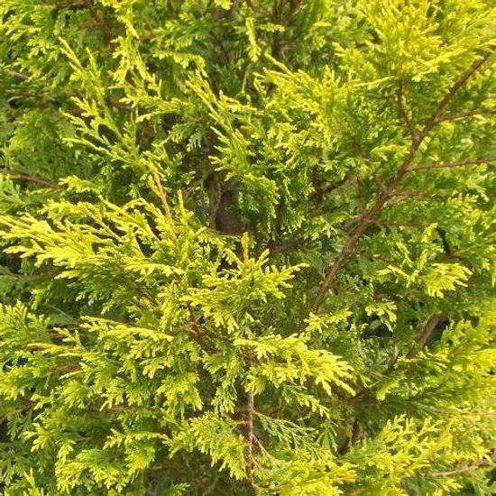 Arany lombú leyland ciprus CUPRESSOCYPARIS LEYLANDII CASTLEWELLAN GOLD 3 GÖMB K12