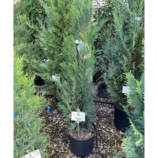 Leyland ciprus   CUPRESSOCYPARIS LEYLANDII PYRAMIDALIS 125/150 K15