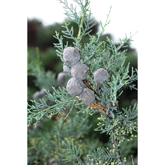 Oszlopos, kék arizoniai ciprus CUPRESSUS ARIZONICA FASTIGIATA T1/2 35/40 K15