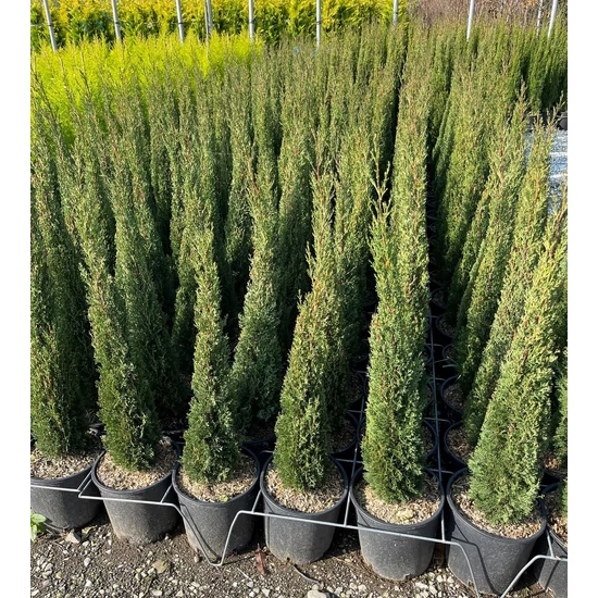 Európai ciprus   CUPRESSUS SEMPERVIRENS TOTEM K9