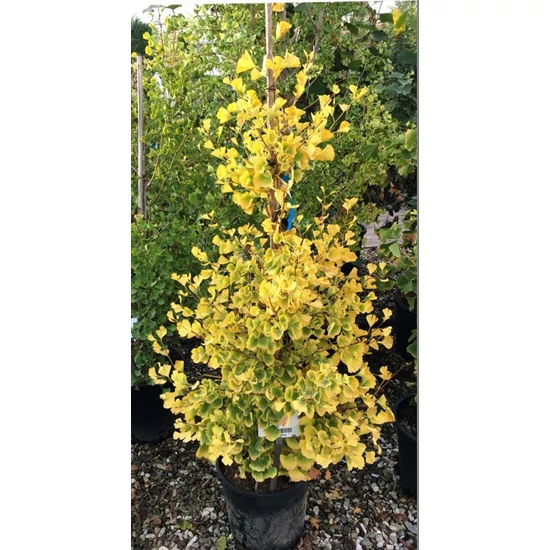 Oszlopos páfrányfenyő   GINKGO BILOBA FASTIGIATA 175/200 K80