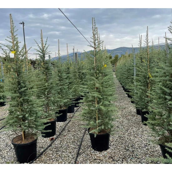 Himalájai cédrus   CEDRUS DEODARA 150/175 K18
