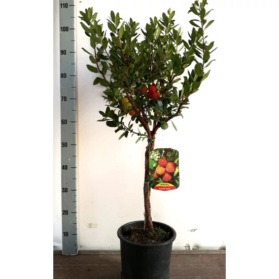 Szamócafa Arbutus unedo   