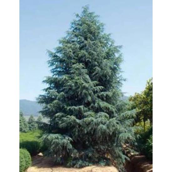 Himalájai cédrus   CEDRUS DEODARA ROBUSTA GLAUCA 175/200 K35