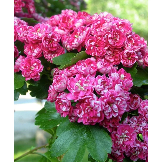 Pirosvirágú galagonya   CRATAEGUS LAEVIGATA PAUL'S SCARLET 6/8 K35