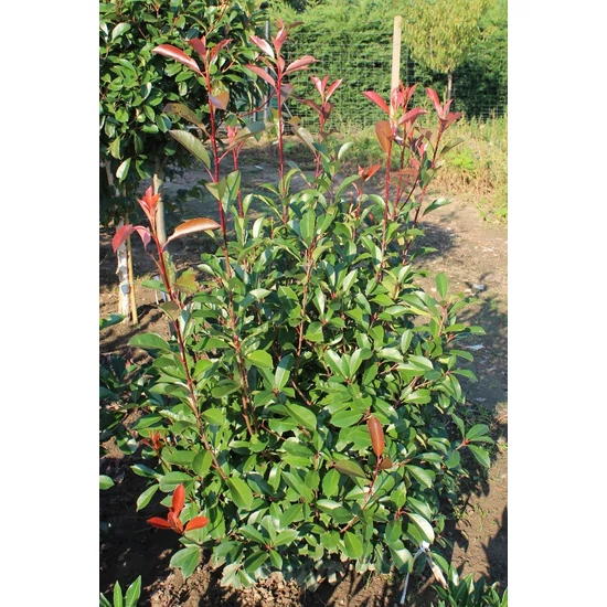 Örökzöld korallberkenye   PHOTINIA FRASERI RED ROBIN 40/60 K5