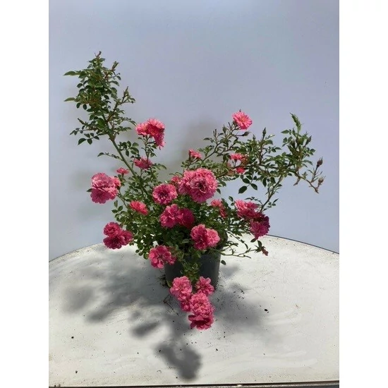Talajtakaró rózsa ROSA KNIRPS K2