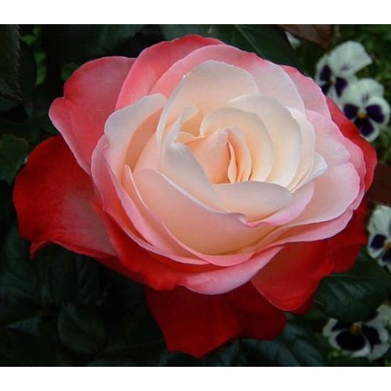 Talajtakaró rózsa RED FAIRY K2   