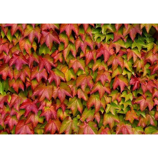 Repkény vadszőlő   PARTHENOCISSUS TRICUSPIDATA VEITCHII 200+ K9