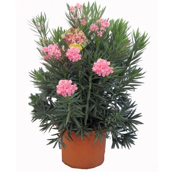 Leander   NERIUM OLEANDER 130/150 K42