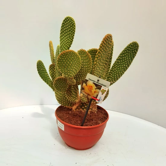 Kaktusz   OPUNTIA HYBRID 20/25 CS20