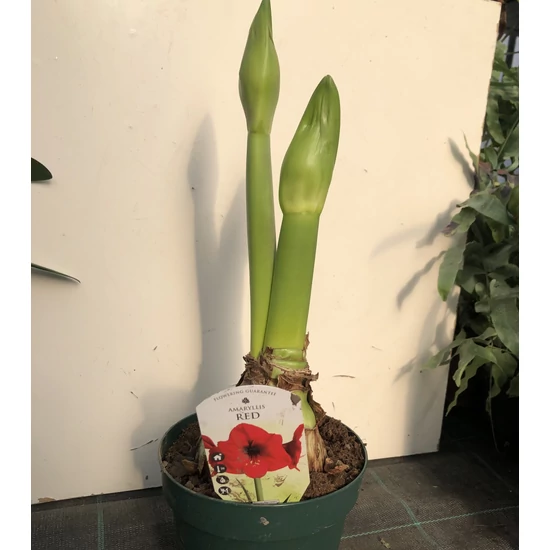 Hölgyliliom HIPPEASTRUM 2 ÁGAS CS17