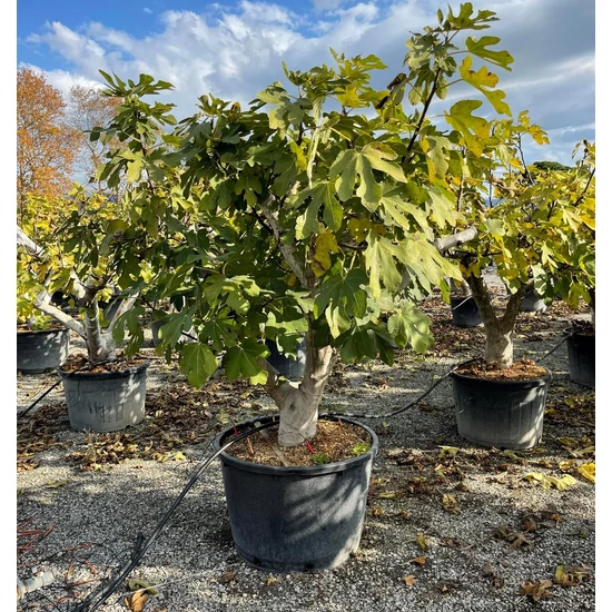 Füge Ficus carica