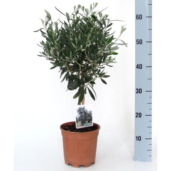 Olajfa   OLEA EUROPEA T60 K3
