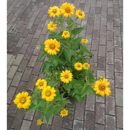 Napszemvirág HELIOPSIS HELIANTHOIDES VAR. SCABRA SUMMER SUN K1,5