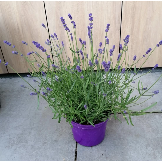 Levendula LAVANDULA ANGUSTIFOLIA ESSENCE PURPLE K2