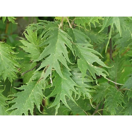 Enyves éger   ALNUS GLUTINOSA LACINIATA 150/200 K10,5