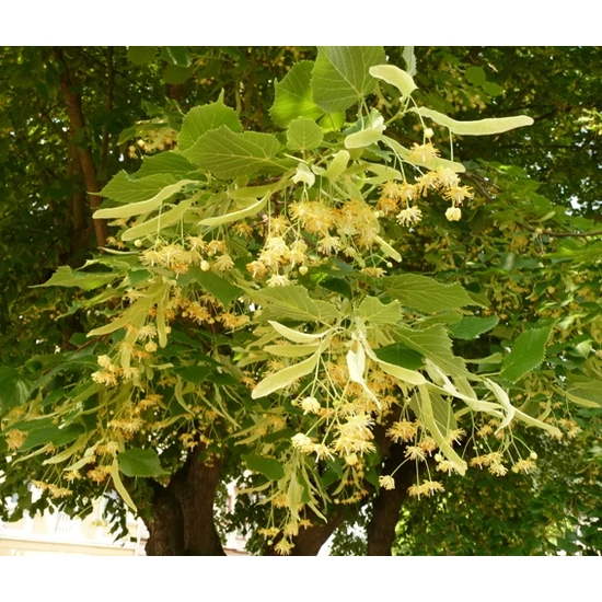 Sárgavesszejű hársfa   TILIA PLATYPHYLLOS SÁRGAVESSZEJŰ 8/10 K16