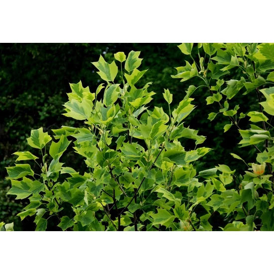 Aranysárga, tarka tulipánfa  LIRIODENDRON TULIPIFERA AUREOMARGINATUM 6/8 K10