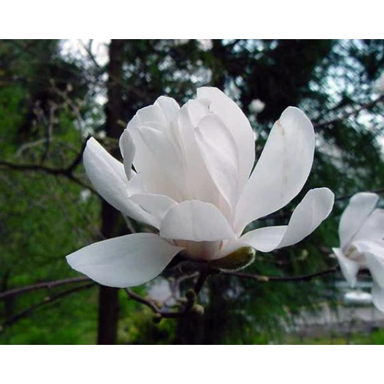 Liliomfa    MAGNOLIA LOEBNERI MERRILL 175/200 K35