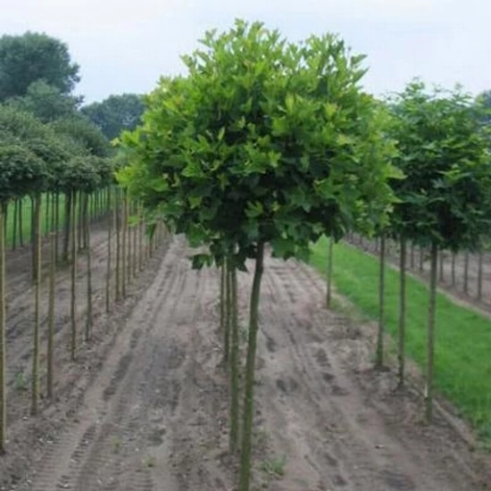 Gömb platán   PLATANUS ACERIFOLIA ALPHENS GLOBE T220 10/12 K25/50