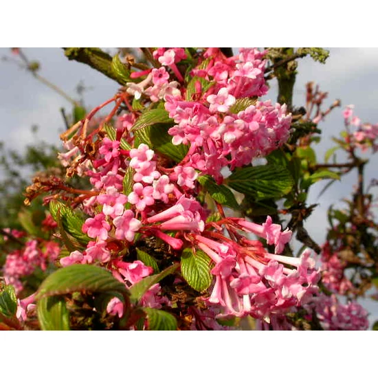 Kikeleti bangita VIBURNUM BODNANTENSE DAWN 0/20**