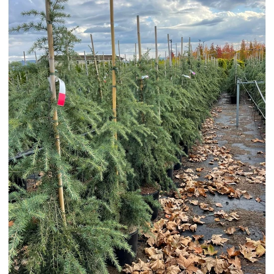 Kék terülő himalájai cédrus CEDRUS DEODARA FEELIN BLUE 100/125 K18