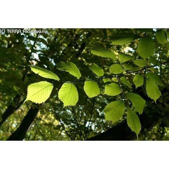 Hegyi szil   ULMUS HOLLANDICA LUTESCENS 150/180 K12