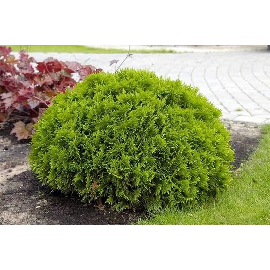 Gömbtuja    THUJA OCCIDENTALIS DANICA 10/20 K2
