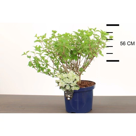 Bugás hortenzia HYDRANGEA PANICULATA BOBO K3