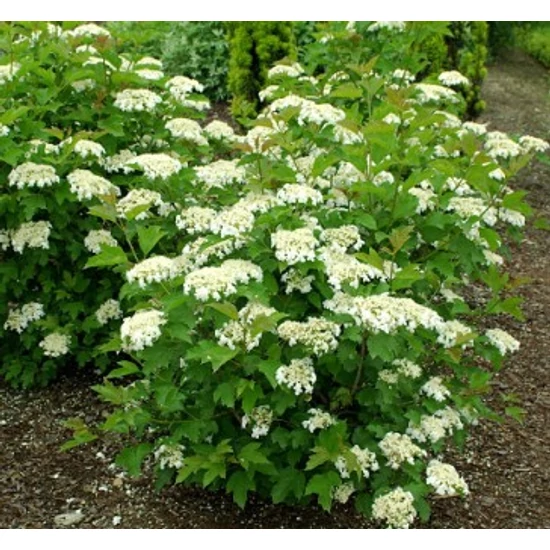 Kányabangita    VIBURNUM OPULUS COMPACTUM T120 K10