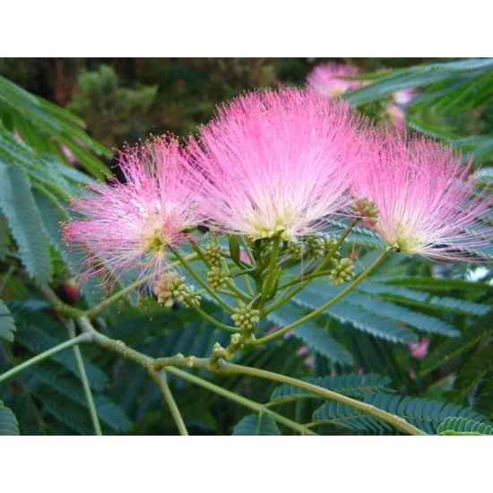 Selyemakác    ALBIZIA JULIBRISSIN 80/100 K5