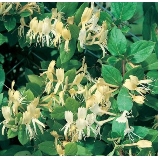 Kúszó lonc   LONICERA FAJTÁK 60CM K2