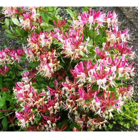 Búbos lonc   LONICERA PERICLYMENUM 40/60 K2