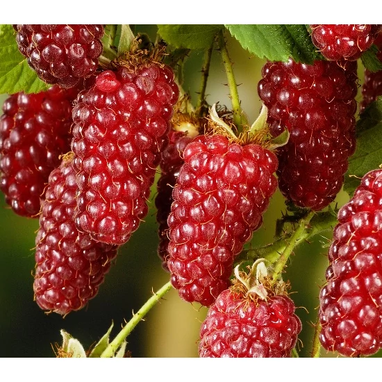 Szedermálna Rubus tayberry  