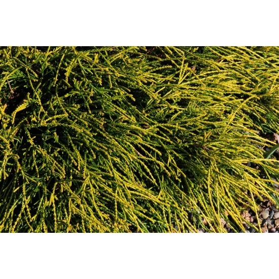 Aranyszínű szavára hamisciprus  CHAMAECYPARIS PISIFERA SUNGOLD 20/25 K2