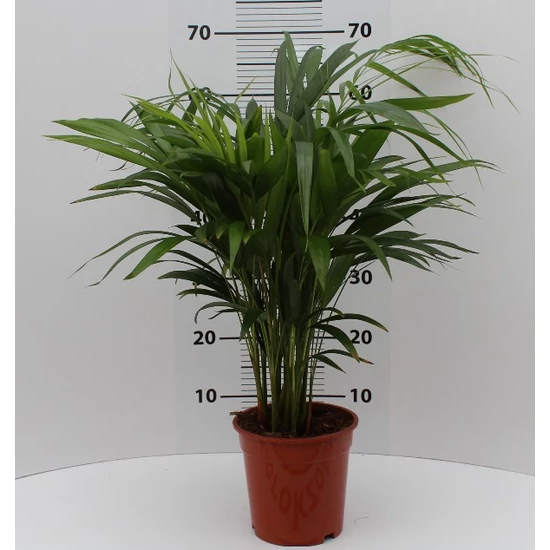 Aranygyümölcs pálma CHRYSALIDOCARPUS LUTESCENS CS21 